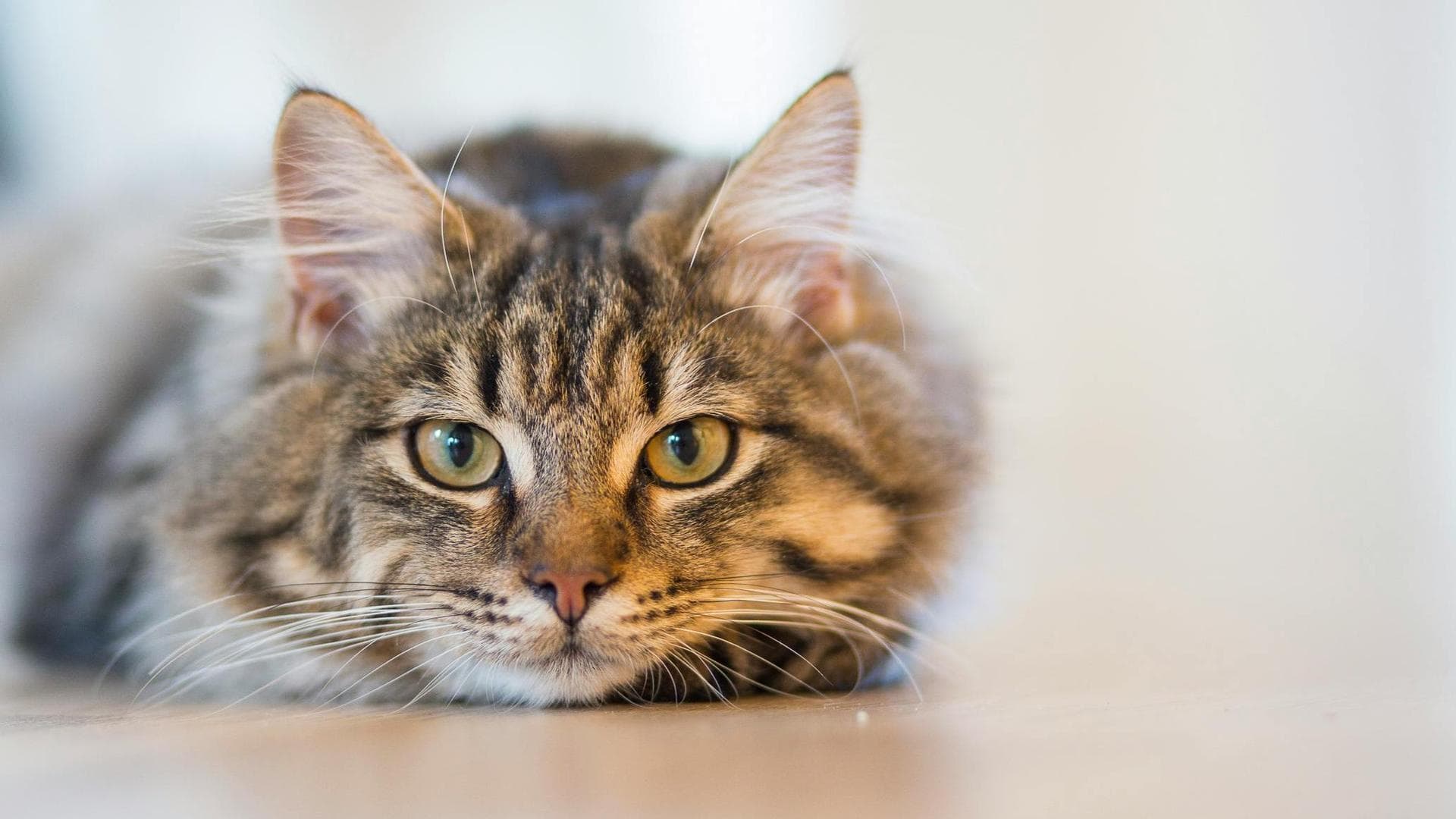 Dog & Cat Vets in Gresham